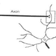 Illustration for article titled How to build a brain with neural networks